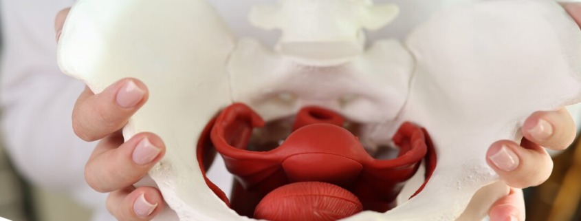 Pavimento pelvico: il muscolo invisibile che cambia la tua qualità di vita